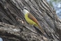 Great Kiskadee (Pitangus sulphuratus) Royalty Free Stock Photo