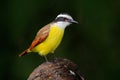 Great Kiskadee, Pitangus sulphuratus, bird from Costa Rica. Exotic tropic yellow tanager with white and black head, La Paz, Costa Royalty Free Stock Photo