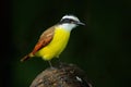 Great Kiskadee, Pitangus sulphuratus, brown and yellow tropic bird with dark green forest in the background, nature habitat, Costa Royalty Free Stock Photo