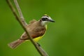 Great Kiskadee, Pitangus sulphuratus, brown and yellow tropical tanager with dark green forest in the background, detail portrait,