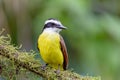 Great kiskadee, Pitangus sulphuratus, La Fortuna, Volcano Arenal, Costa Rica Wildlife Royalty Free Stock Photo