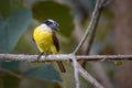 Great kiskadee pitangus sulphuratus looking curiously from the top of a tree