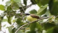 Great Kiskadee Pitangus sulphuratus in Mexico Royalty Free Stock Photo