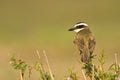 Great kiskadee, pitangus sulphuratus Royalty Free Stock Photo