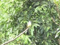 A Great kiskadee bird Royalty Free Stock Photo