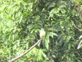 A Great kiskadee bird Royalty Free Stock Photo