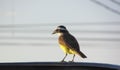 A Great kiskadee bird Royalty Free Stock Photo