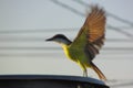 A Great kiskadee bird Royalty Free Stock Photo