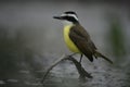 Great kiskadee, Pitangus sulphuratus