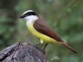 Great Kiskadee - Pitangus sulphuratus Royalty Free Stock Photo