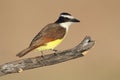 Great Kiskadee - Texas