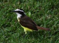 Great Kiskadee Profile