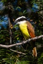 Great Kiskadee resting on a tree branch Royalty Free Stock Photo