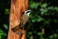 Great Kiskadee resting on a tree branch Royalty Free Stock Photo
