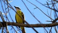 Great Kiskadee resting for a while in the tree Royalty Free Stock Photo