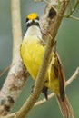 Great Kiskadee showing its yellow crown