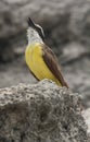 Great Kiskadee Singing