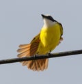 Great Kiskadee Stretching