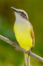 Great Kiskedee (Pitangus sulphuratus)