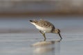 Great Knot, Calidris tenuirostris, Akshi, Alibagh, Maharashtra, India