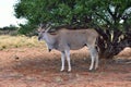 Great kudu female antelope Royalty Free Stock Photo