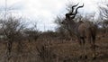 Great Kudu looking into the distance Royalty Free Stock Photo