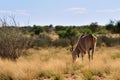 Great kudu male antelope Royalty Free Stock Photo