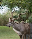 Great Kudu with Oper-Spiraled Horns