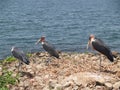 Great lake Victoria.Nansio, Ukerewe, Tanzania. Royalty Free Stock Photo