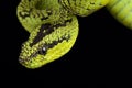 Great Lakes bush viper Atheris nitschei Royalty Free Stock Photo