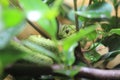 Great Lakes bush viper Royalty Free Stock Photo