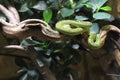 Great Lakes bush viper Royalty Free Stock Photo