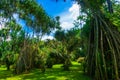 Great landscape with big tree with long roots and beautiful cloudy sky as background photo taken in Kebun Raya Bogor