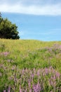 SpringLandscape with Purple Flowers blooming on the hill and a green tree on bright blue sky background