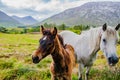 Great landscape view behind friendly horses in the foreground