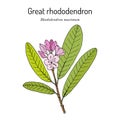 Great laurel rhododendron maximum , state flower of West Virginia Royalty Free Stock Photo