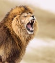 Great lion Royalty Free Stock Photo