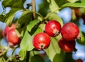 Great little crop of beautiful apples, Ranetki