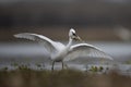 The Little Egret Fishing in Lakeside Royalty Free Stock Photo