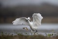 The Little Egret Fishing in Lakeside Royalty Free Stock Photo