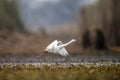 The Little Egret Fishing in Lakeside Royalty Free Stock Photo