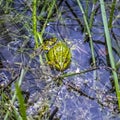 Great little frog, green in a swamp Royalty Free Stock Photo