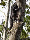 Great Lizard, Black Iguana, Ctenosaura similis, lives near abundant beaches, Costa Rica