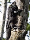 Great Lizard, Black Iguana, Ctenosaura similis, lives near abundant beaches, Costa Rica