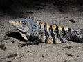 Great Lizard, Black Iguana, Ctenosaura similis, lives near abundant beaches, Costa Rica