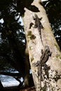 Great Lizard, Black Iguana, Ctenosaura similis, lives near abundant beaches, Costa Rica