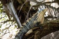 Great Lizard, Black Iguana, Ctenosaura similis, lives near abundant beaches, Costa Rica