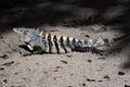 Great Lizard, Black Iguana, Ctenosaura similis, lives near abundant beaches, Costa Rica