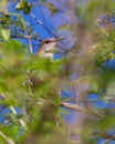 Great Lizard Cuckoo hiding in the thicket