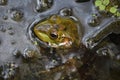 Fantastic Bullfrog in the Swamp of Barataria Preserve